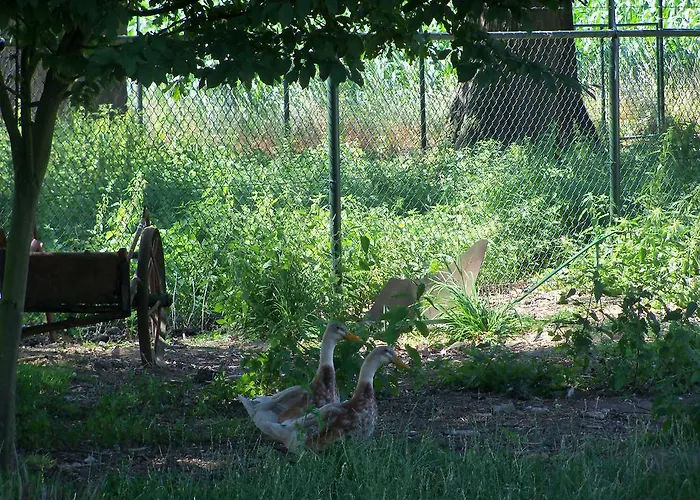Bed & Breakfast Hoeve Heidonk Horn